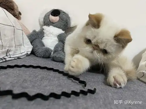  养一只加菲猫是什么体验