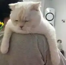  第一批上深大的00后已经开始在做这件事了深大快讯