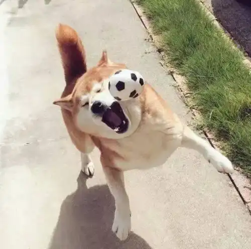  柴犬真是能萌动世界啊行走的表情包,不愧是唯一能和二哈抗衡的狗子