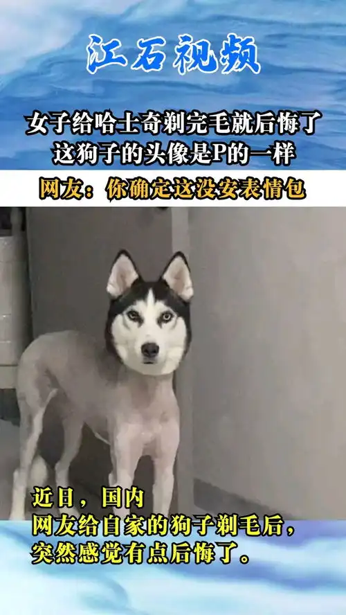  女子给哈士奇剃完毛就后悔了,这狗子的头像是p的一样,网友你确定这没安表情包