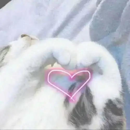 熊猫放屁爱心表情包聊天