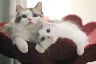  下班回家忘带零食,猫咪露出这幅表情,我感觉自己要完了