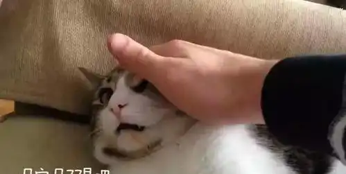 撸猫的时候猫咪一脸嫌弃,铲屎官以为会被抓,结局让人想笑 撸猫的时候猫咪一脸嫌弃,铲屎官以为会被抓,结局让人想笑