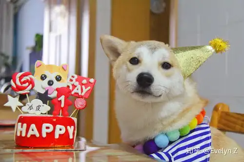  柴犬有哪些优缺点