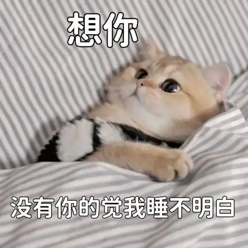  黑猫舔爪表情包微信怎么搜今日头条