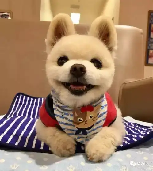  俊介走了,楼楼也走了这个秋天,上帝把我们的表情包都带走了...