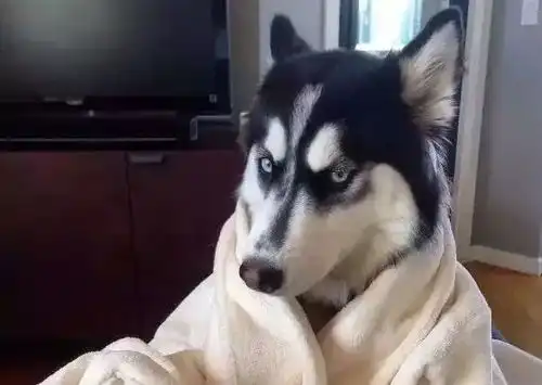  宠物界的搞笑大神,除了二哈还有谁