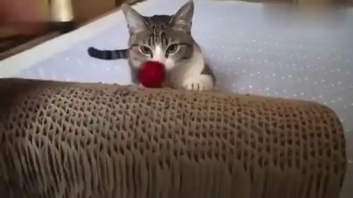  狸花猫心情不好,你得让我欺负一下
