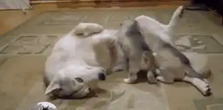  哈士奇出门浪不小心怀孕当了妈,带娃的表情很搞笑