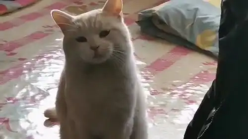  网友只不过是在家多住了两天,这猫就变成这样了,这是什么表情