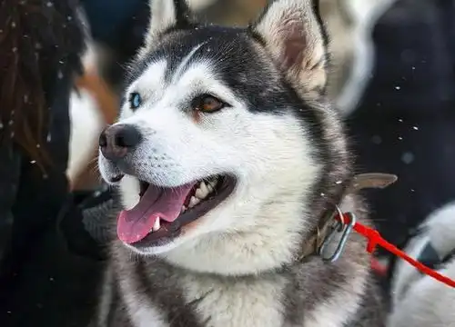  如果你想养狗,那么劝你最好别碰哈士奇