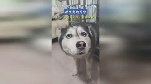 哈士奇指人表情包高清