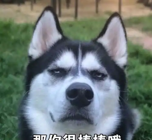  二哈搞笑表情包大合集看了三遍,笑了200次