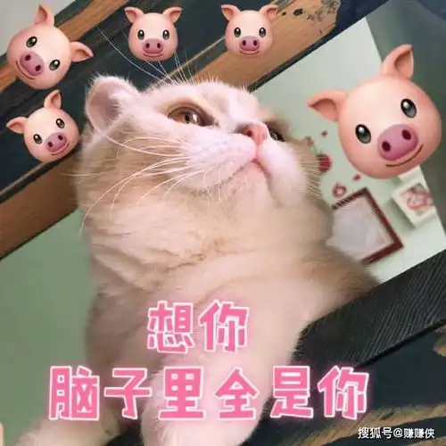  萌猫表情包图片修仙想你,我信你个鬼