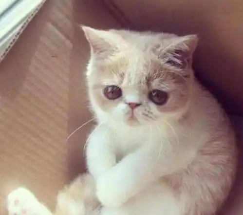  猫咪原本很活泼,但是目睹铲屎官吵架后变傻了,这是怎么回事
