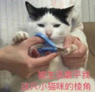  受到惊吓丨第960期喵表情包