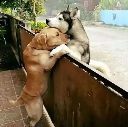  为什么找对象一定要找爱狗的人,看完你就明白了