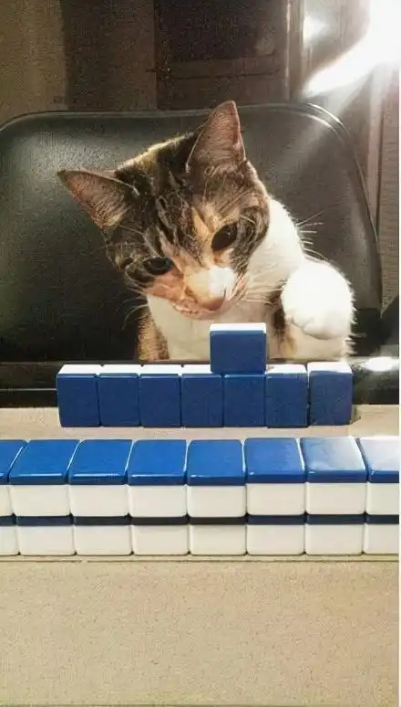  搞笑动物小乌龟以为越狱成功了,结果却把自己关小黑屋了