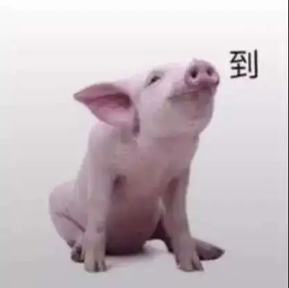 抖音猪报到图片分享高清无水印 抖音猪报到图片分享高清无水印