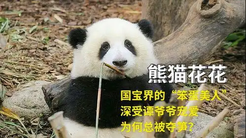  熊猫花花国宝界的笨蛋美人,深受谭爷爷宠爱,为何总被夺笋