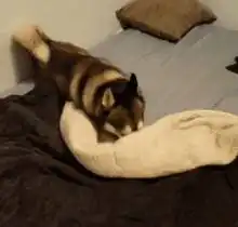 哈士奇表情包动图表情