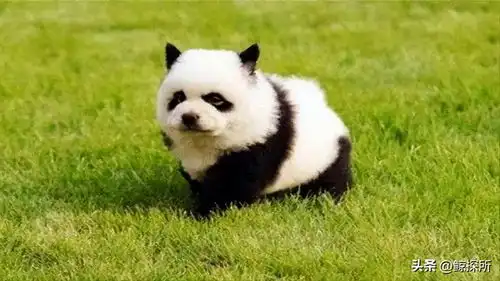 同样是租借大熊猫,为啥卡塔尔一次就成功而印度却被拒绝了14次 同样是租借大熊猫,为啥卡塔尔一次就成功而印度却被拒绝了14次