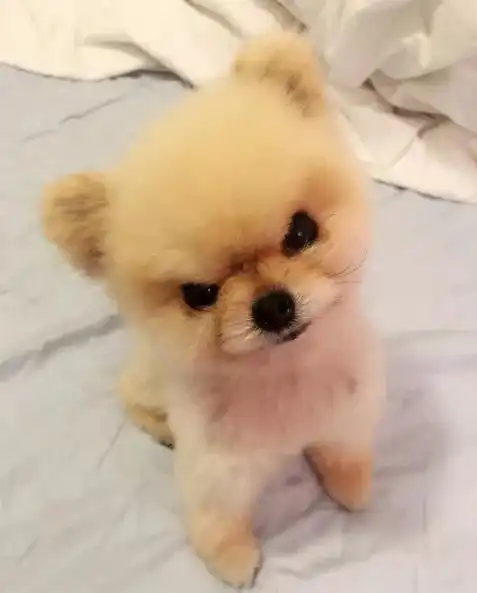 主人是不是欠了狗子八百包小饼干这表情是要准备打架了吧