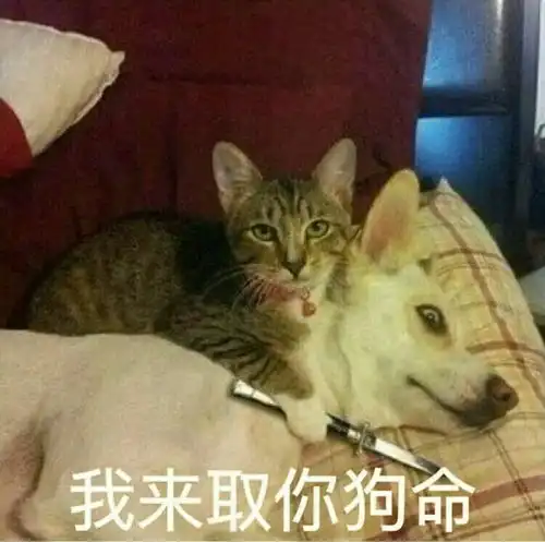 沙雕狗子表情包小龙虾