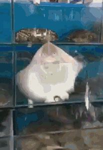 表情快乐闲鱼表情包 表情快乐闲鱼表情包