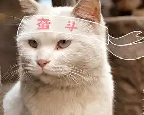 萌宠喵星人猫咪c酱酱