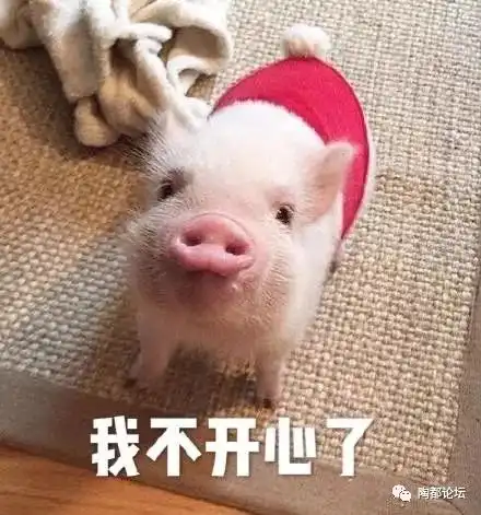 猪被打表情包猪肉