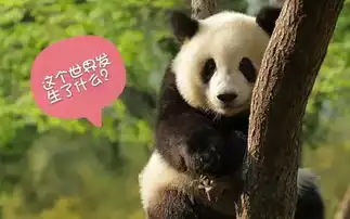  熊猫还缺表情包吗,会卖萌的那种