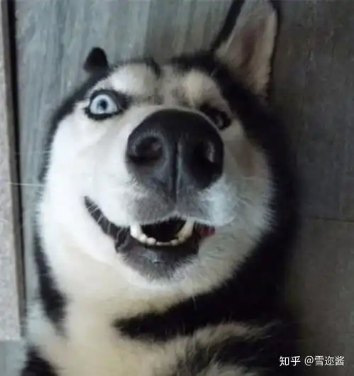  测评丨古镜奇谈2月染长安剧本杀丨古风沉浸情感