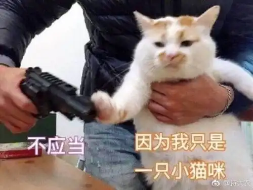 这只魔性的猫有毒,浑身上下都是表情包,是只公猫却叫楼板娘
