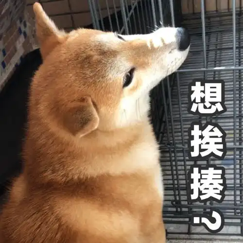  装戆柴犬表情包