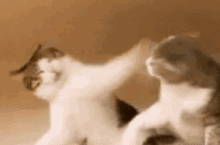  猫猫脑门上被贴了一条胶带后,整个猫都懵圈了喵这啥玩意儿