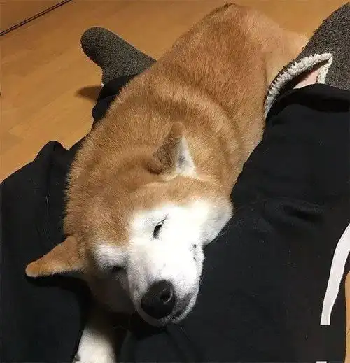  当柴柴知道主人出门不带它时,立马演技上身仿佛整个狗生都崩塌了