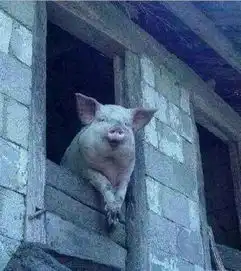  gps是人家的,互连网是人家的,转基因食品是人家的