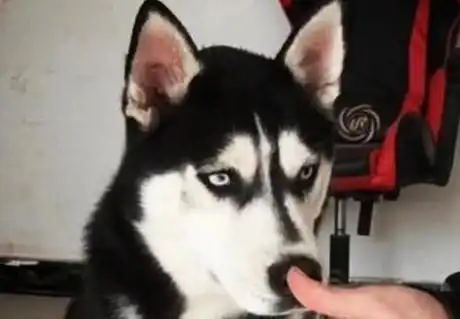  主人买二哈就一个用处,这次终于聪明了一回,结果二哈的表情神了