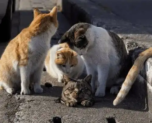  一群猫咪围在下水道旁,镜头拉近后一看,竟见证了喵的耻辱时刻