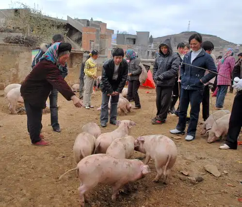  知青岁月买猪娃