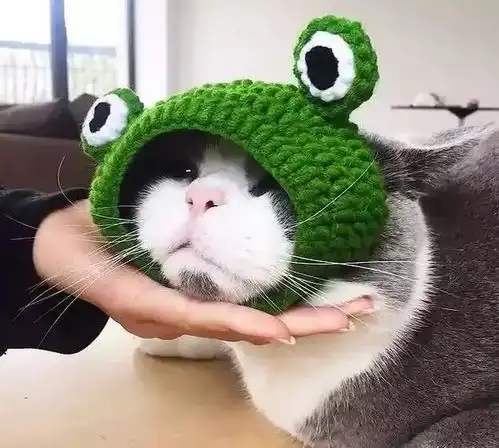  主人给猫咪网购了顶帽子,猫咪铲屎官,是我头大,还是你眼瞎