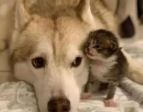 哈士奇看到主人救回四只小奶猫,硬要当奶妈把它们培养成二哈