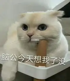  仙女必备的撒娇表情包,可盐可甜的猫咪,你不想拥有吗