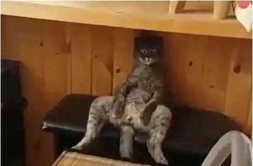 女子带着猫咪绝育,晚上内急上去上厕所,开灯一看让她无法淡定了 女子带着猫咪绝育,晚上内急上去上厕所,开灯一看让她无法淡定了