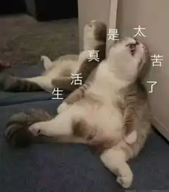担心表情包猫咪压力太大