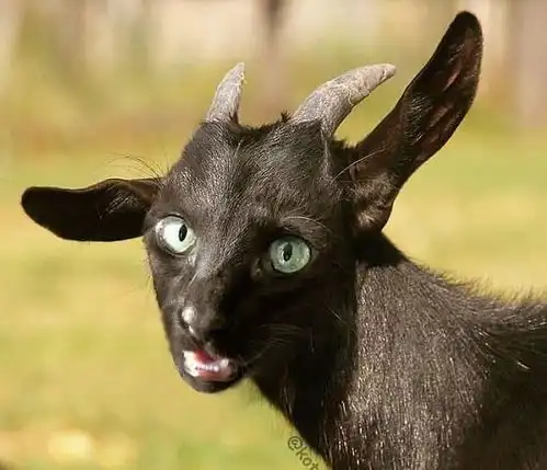  猫脸万能,搭配一切跟羊驼匹配指数简直爆表