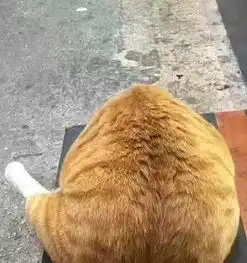  出售cfa纯种加菲猫