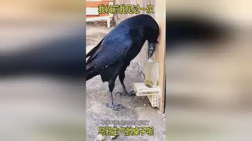  乌鸦不光会喝水,还会掀桌子呢