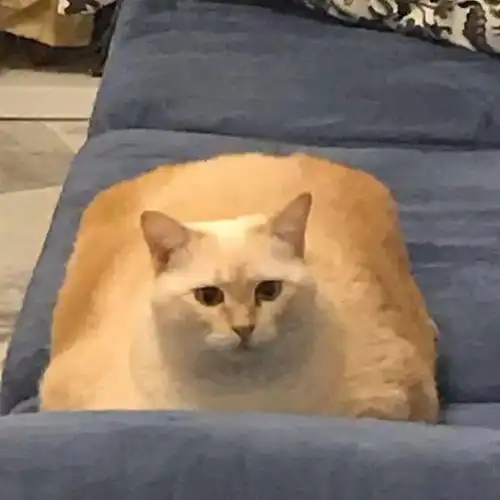  最萌文物出土5件猛男纯金猫爪,神评亮了...